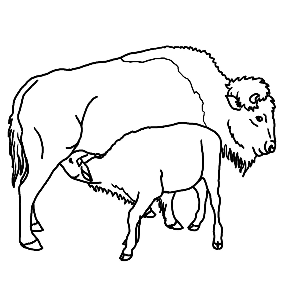 Baby Bison Clipart