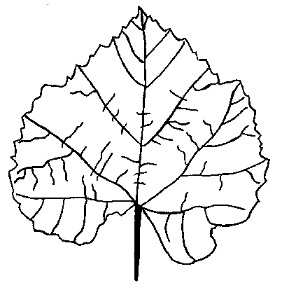 Fall Leaf Coloring Pages - School Projects Car Trip Activity