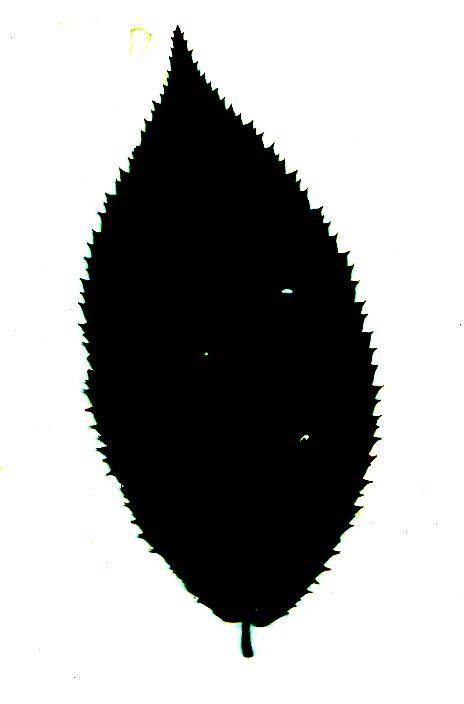 Silhouettes Ironwood Leaf