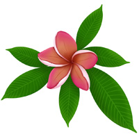 Hawaiian Flower Stencils - Hawaiian Stencils