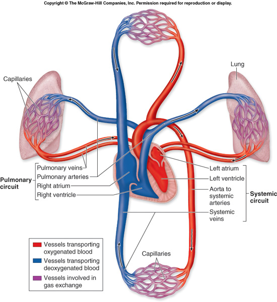 Anatomy, Physiology, and Pathophysiology
