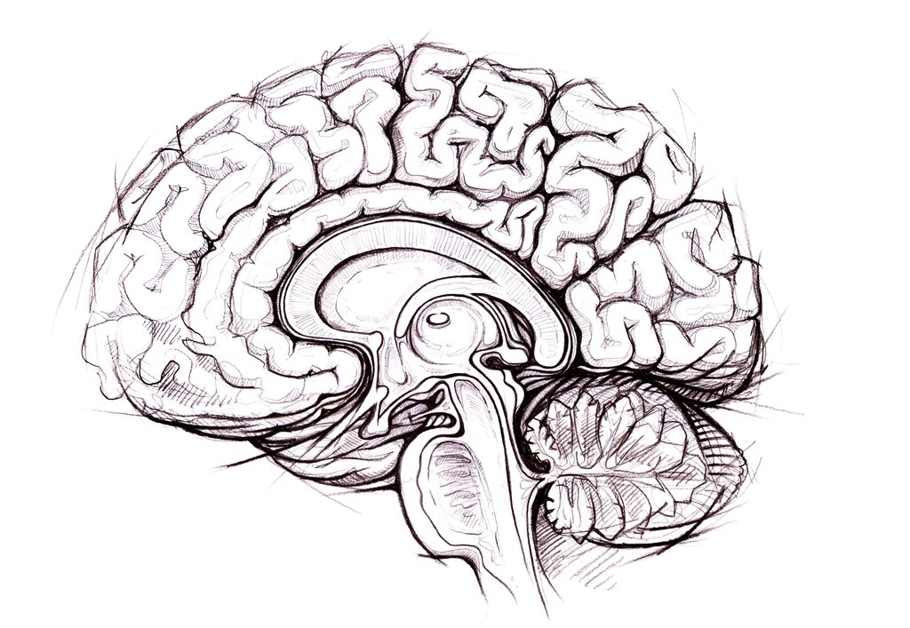 World's Most Detailed Atlas of the Human Brain Completed | Big Think