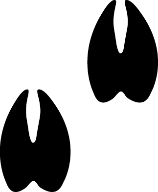 Pig hoof clipart