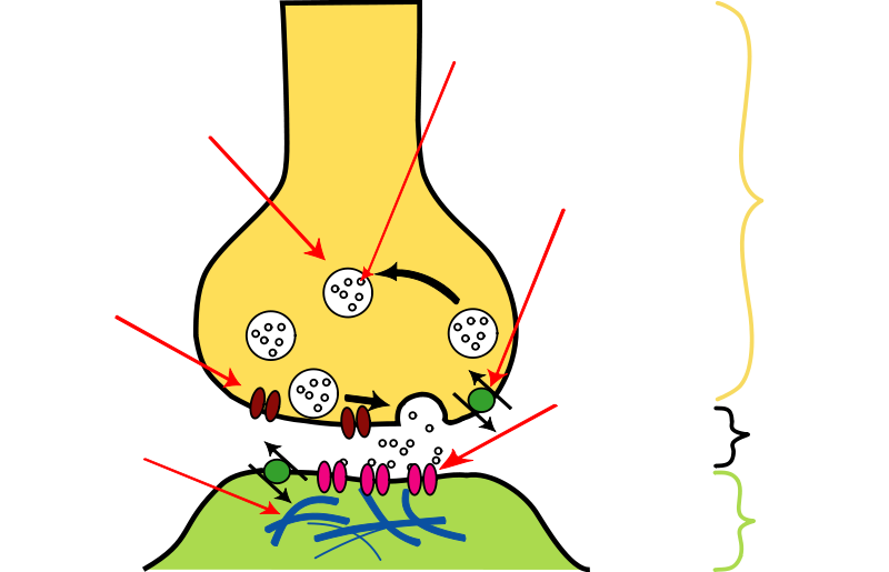 Nervous system ~ Geoweek's