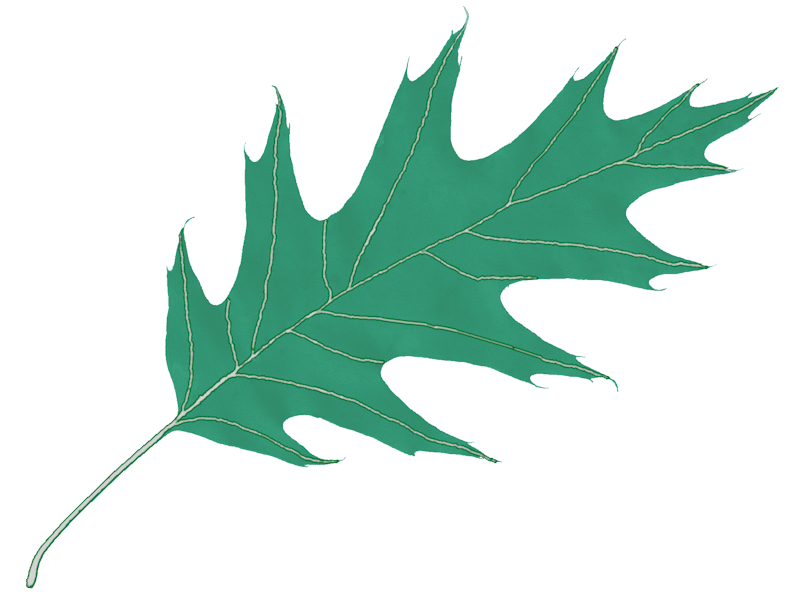 Oak Leaf Icon #16504 - Free Icons and PNG Backgrounds