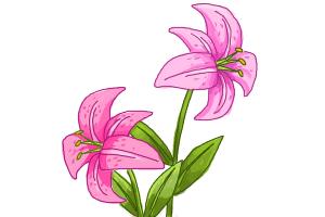 how-to-draw-a-stargazer-lily.jpg