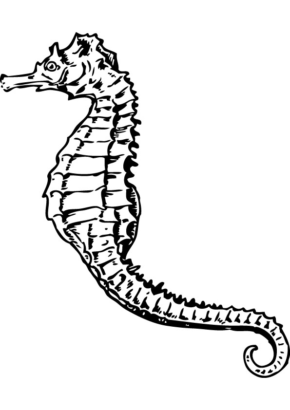 Seahorse color pages