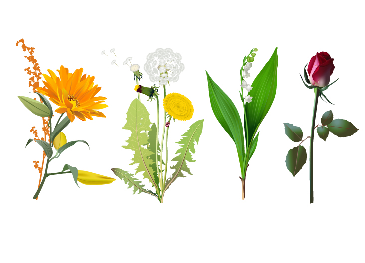 Four kinds of flowers Vector material Free Vector