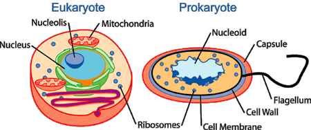 eukaryotic cell