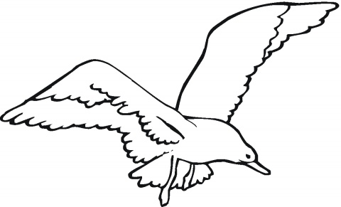 Seagulls coloring pages | Super Coloring