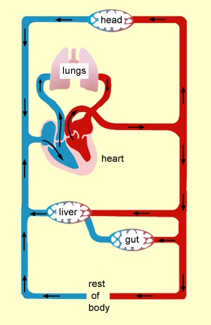 Circulatory System Diagram Kids