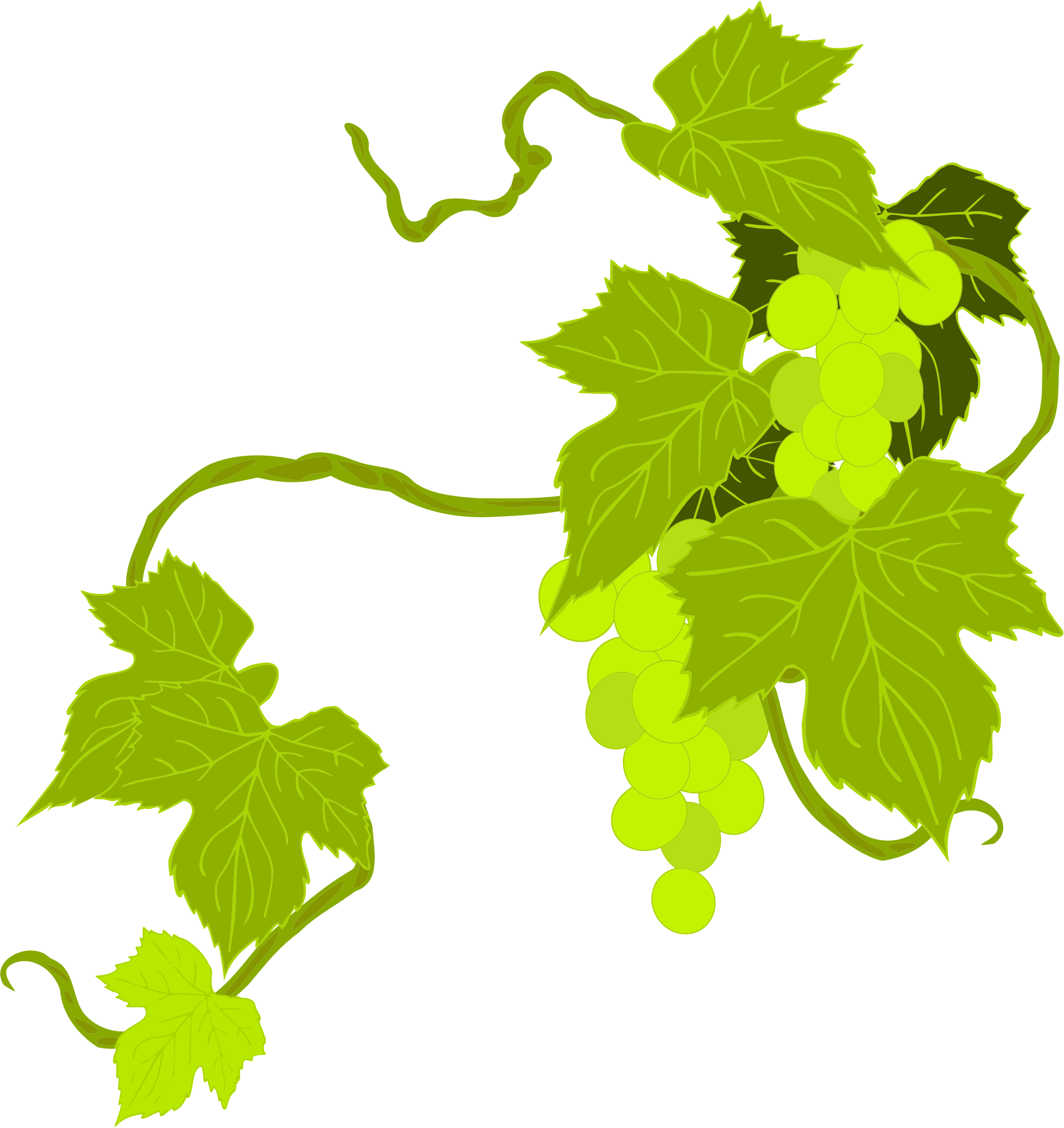 Clipart - Grapes Illustration