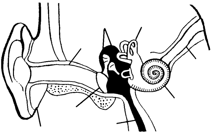 Pictures Of The Ear - ClipArt Best