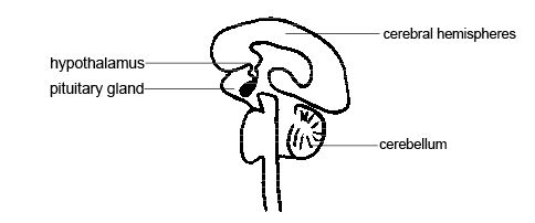 Anatomy_and_physiology_of_ ...