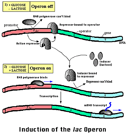 General Biology Test #3 Molecular Biology and Cell Reproduction