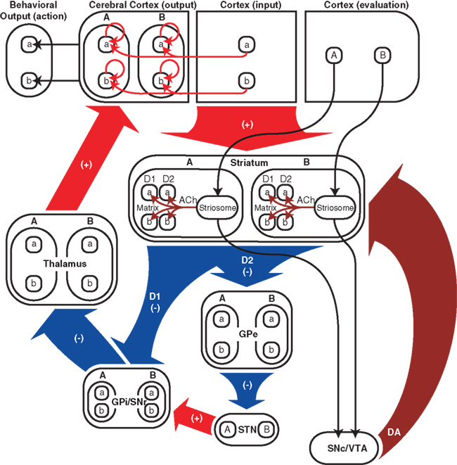 Frontiers | Shifting Responsibly: The Importance of Striatal ...
