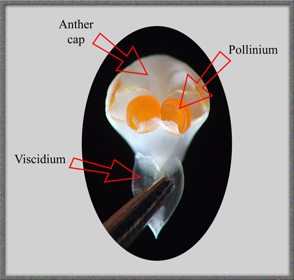 Microscopy-UK Micscape Microscopy and Microscopes Magazine