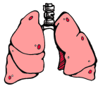 Inside the Human Body - The Respiratory System - Grades 4-6 ...