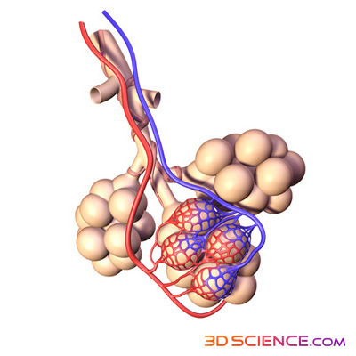 gleesonbiology / O3