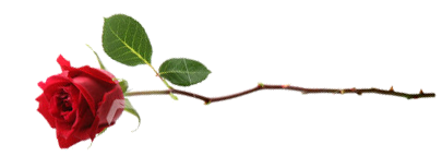 long_stem_rose_care.jpg
