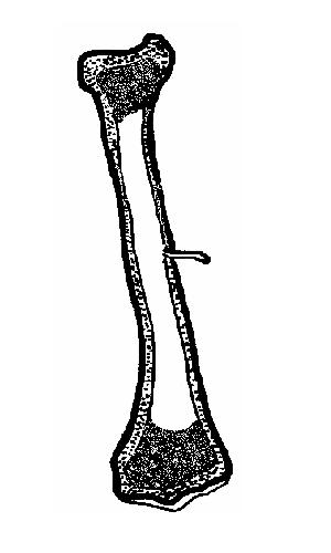 The Anatomy and Physiology of Animals/Skeleton Worksheet ...