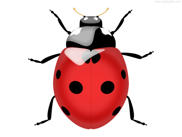 Ladybug icon (PSD) | PSDGraphics