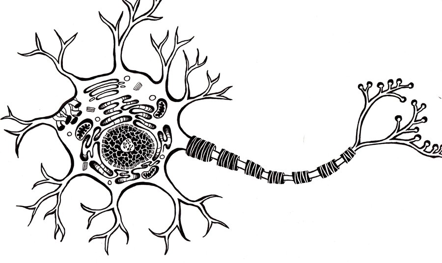 A Neuron by AdamZivojnovich on DeviantArt