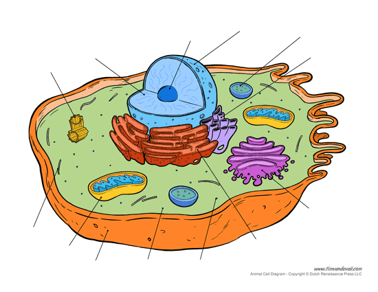 Printable Animal Cell Diagram – Labeled, Unlabeled, and Blank