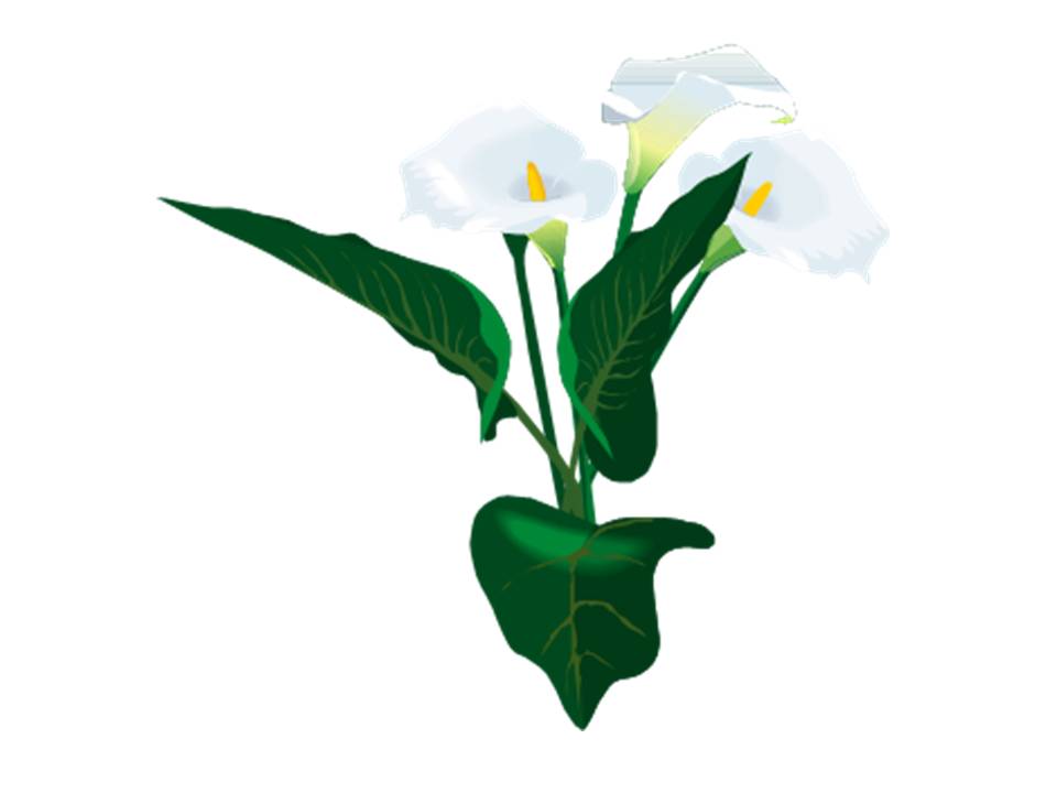 Calla Lily Pics | Free Download Clip Art | Free Clip Art | on ...