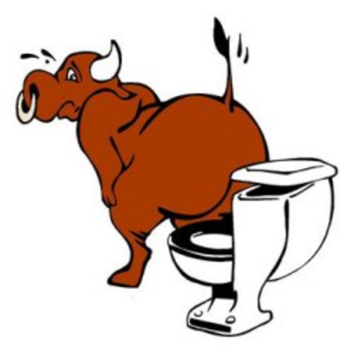 20 Very Funny Bull Pictures And Photos