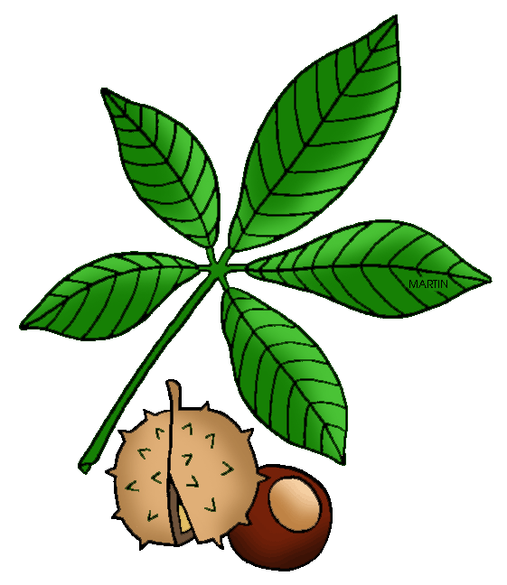 Free United States Clip Art by Phillip Martin, Ohio State Tree ...