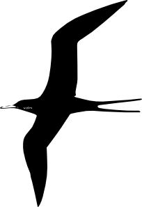 Frigate Bird clip art Free Vector