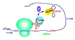 Protein_Synthesis7-