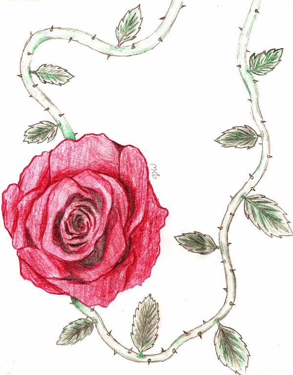 Rose vine