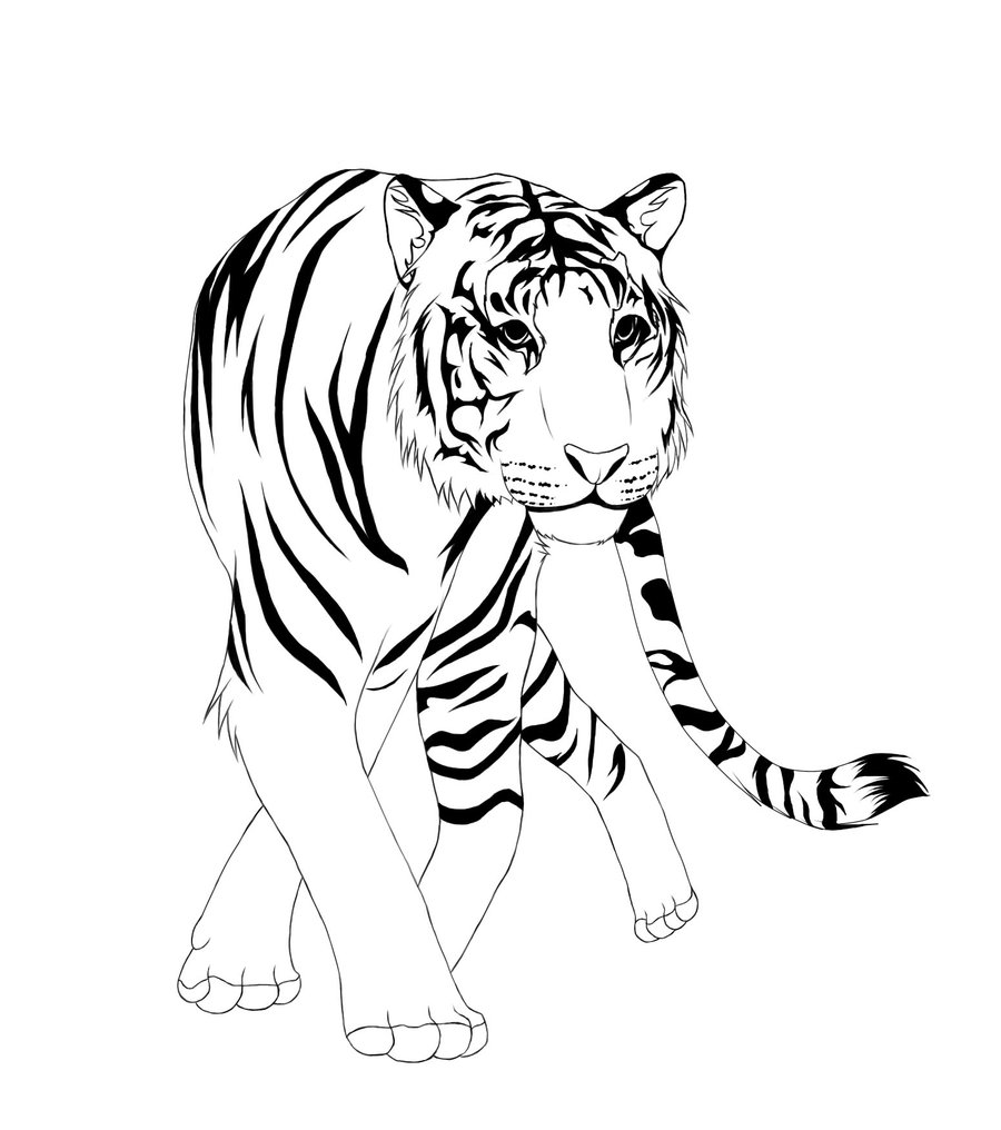 Free Tiger Lineart 2 - READ RULES
