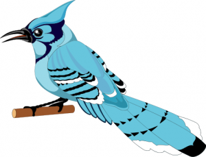 Blue Jay Clip Art Download