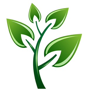 Texas Evergreen Landscaping