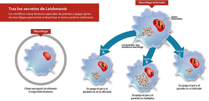 Agencia de Noticias: Genes are turned on and off to battle ...