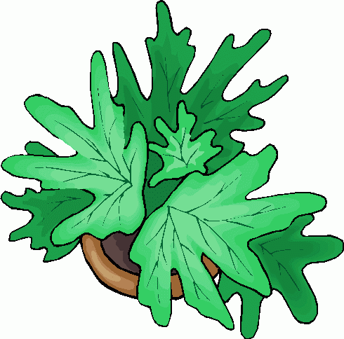 plant_03 clipart - plant_03 clip art