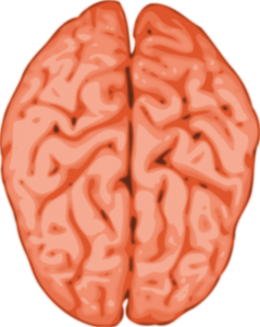 Brains Clip Art Download