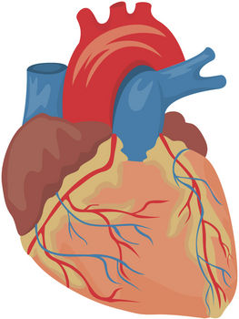 Heart Blood Flow