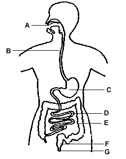 Male Reproductive System Labeled Diagram - ClipArt Best