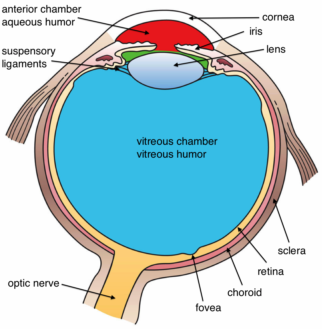 Morning glory disc anomaly - Wikipedia
