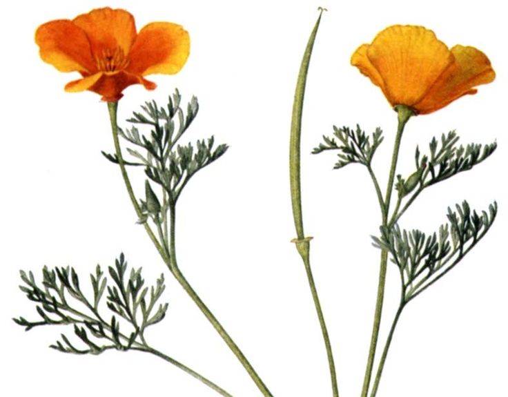 California Poppy - ClipArt Best