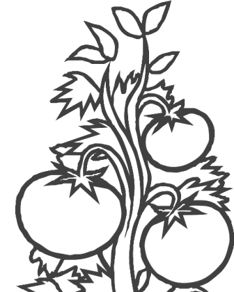 Colouring Images Of Tomato Plant