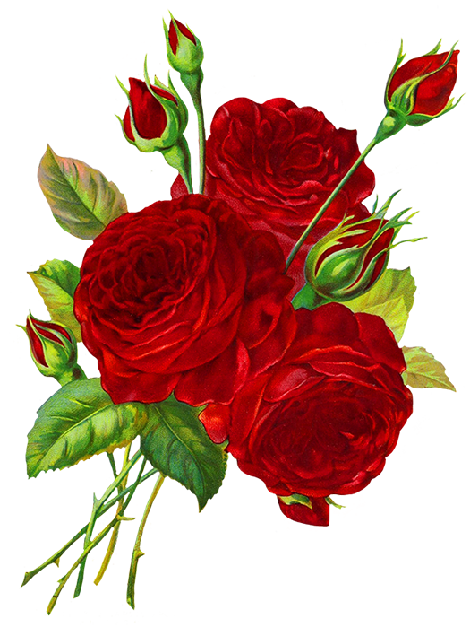 Rose Clipart