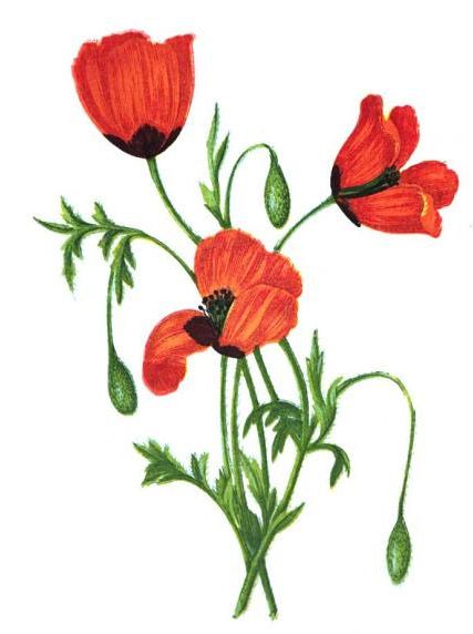 1000+ images about Opium Poppies | Biology, Medicinal ...