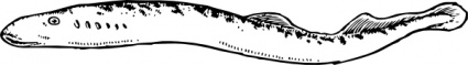 snake_water_black_white_fish_ ...