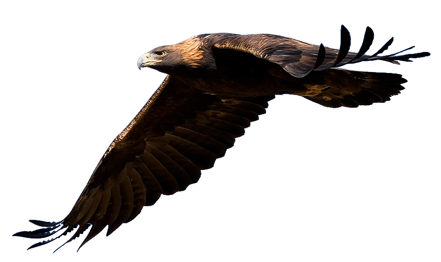 Golden Eagle Clipart