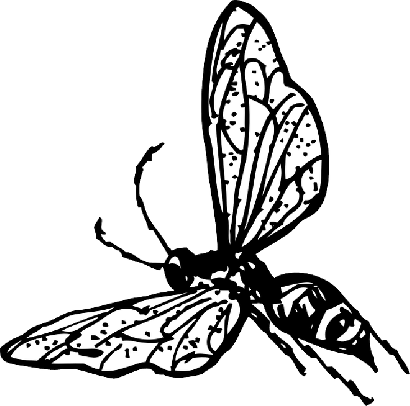 OUTLINE, DRAWING, BEE, BUG, FLY, WASP, INSECT, COLORING - Public ...